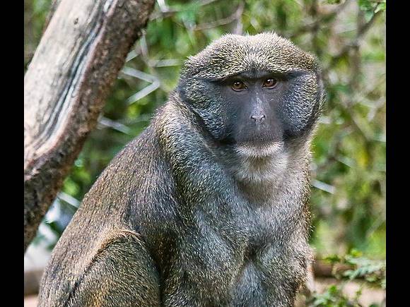 Allenopithecus nigroviridis photo