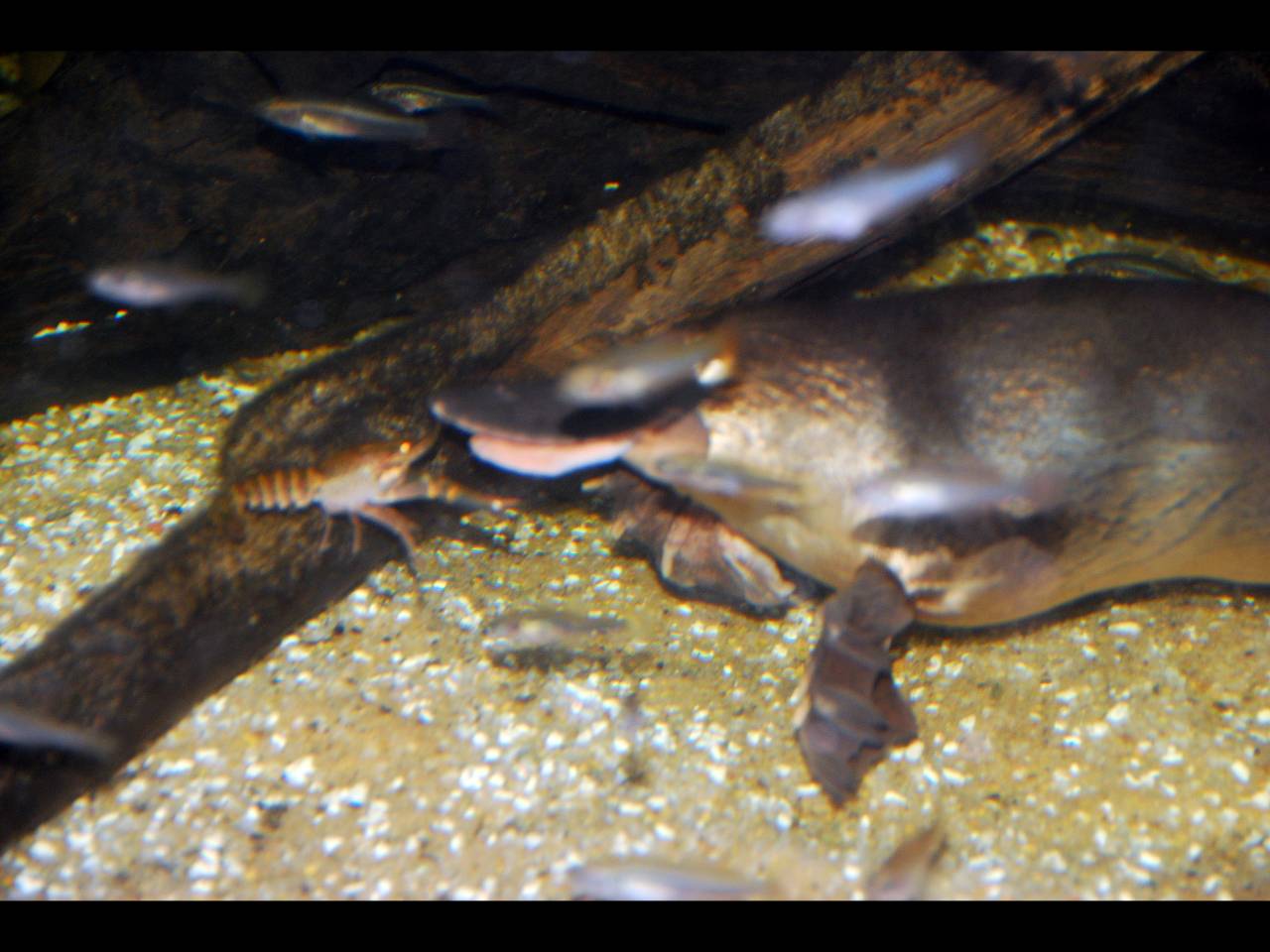 Ornithorhynchus anatinus photo