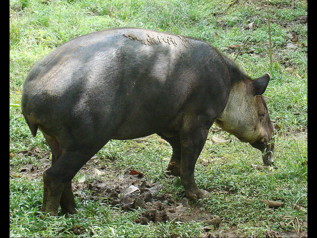 Tapirus bairdii photo