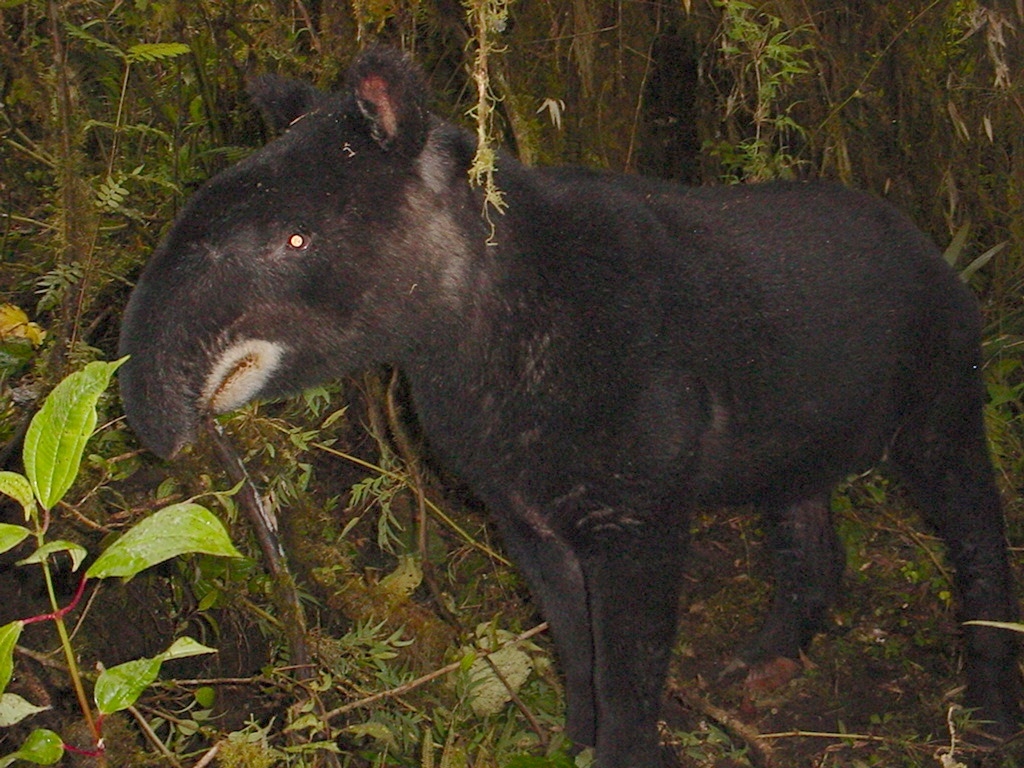 Tapirus pinchaque photo