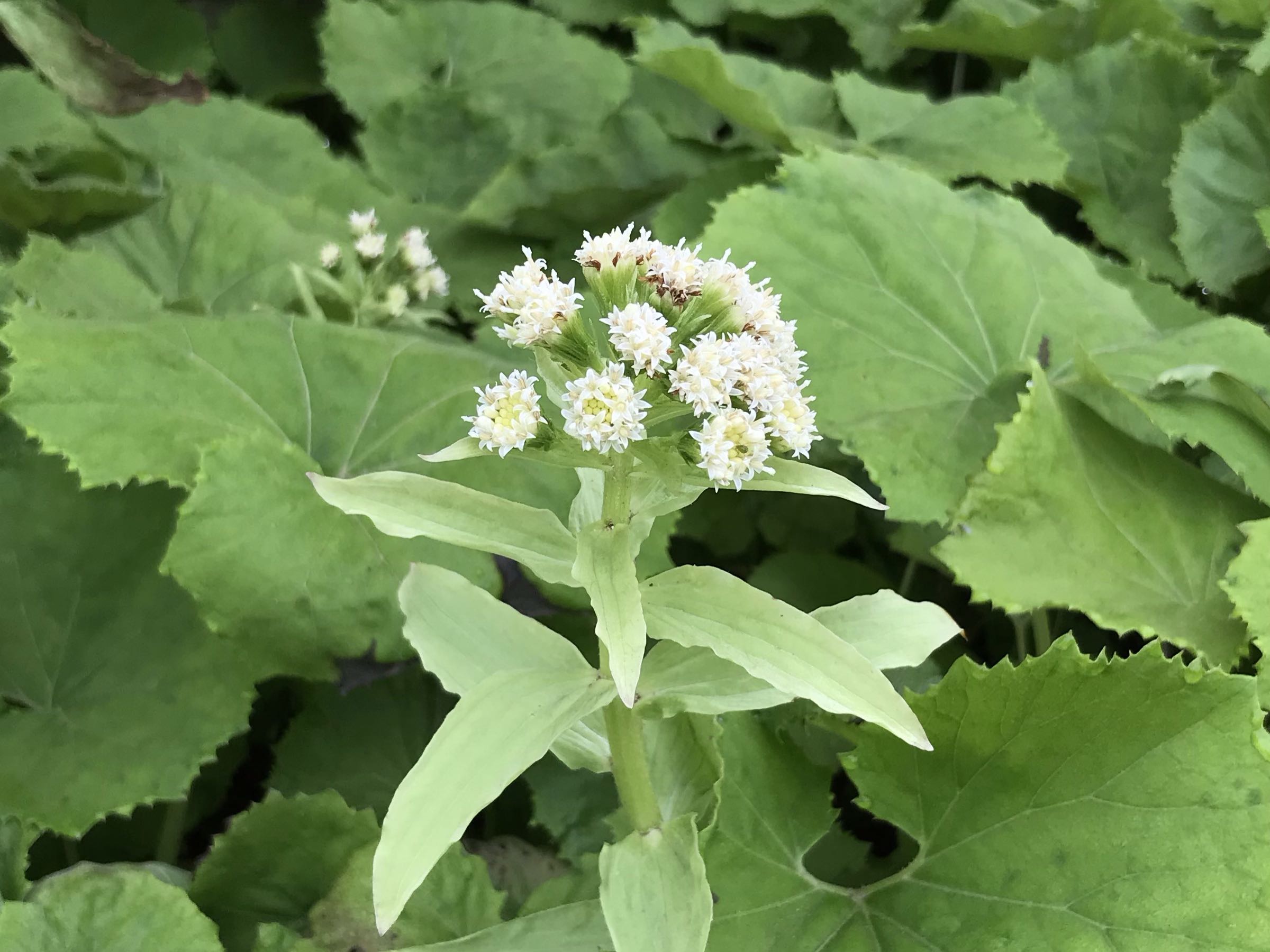 Petasites japonicus photo