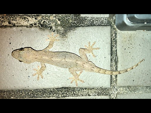 Gekko japonicus photo
