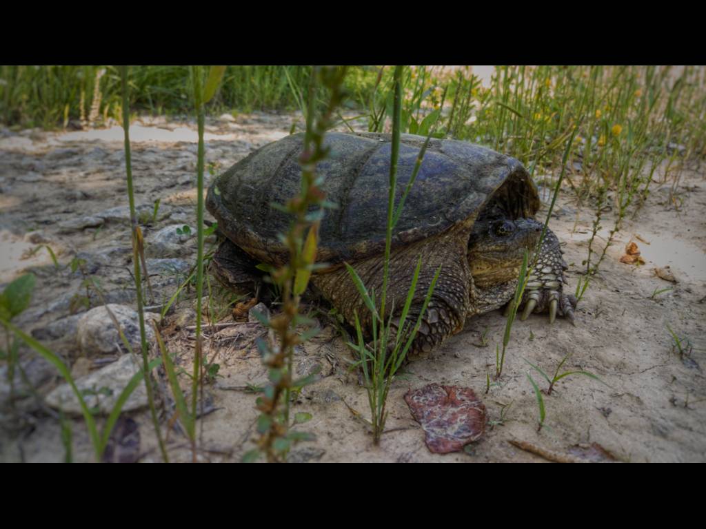 Chelydra serpentina photo