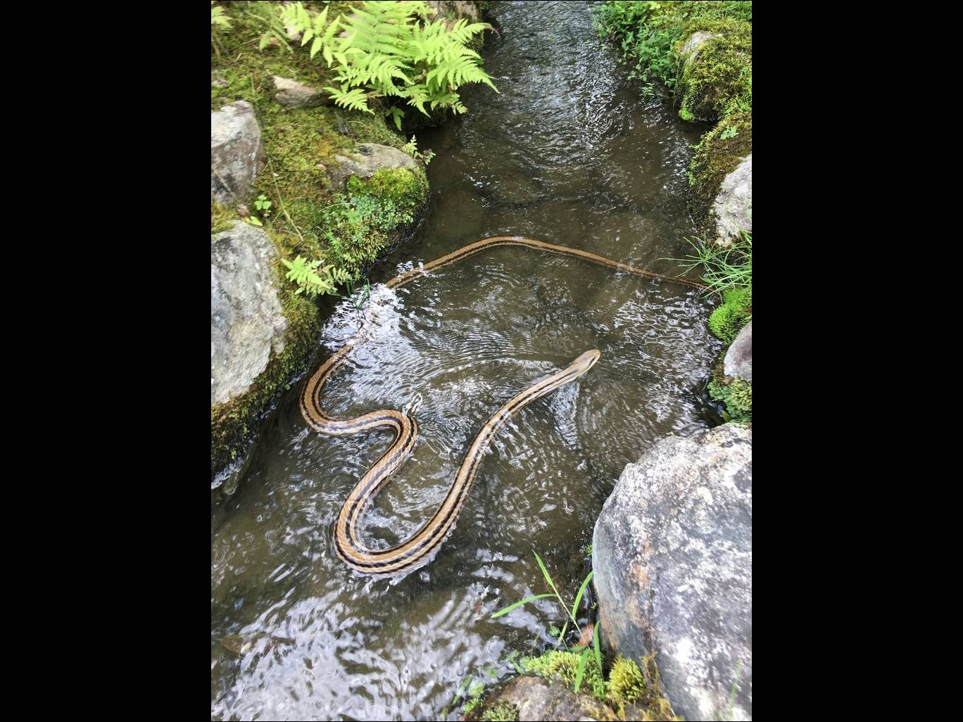 シマヘビ Elaphe quadrivirgata ガイアノート (世界の動物・生きもの大図鑑)