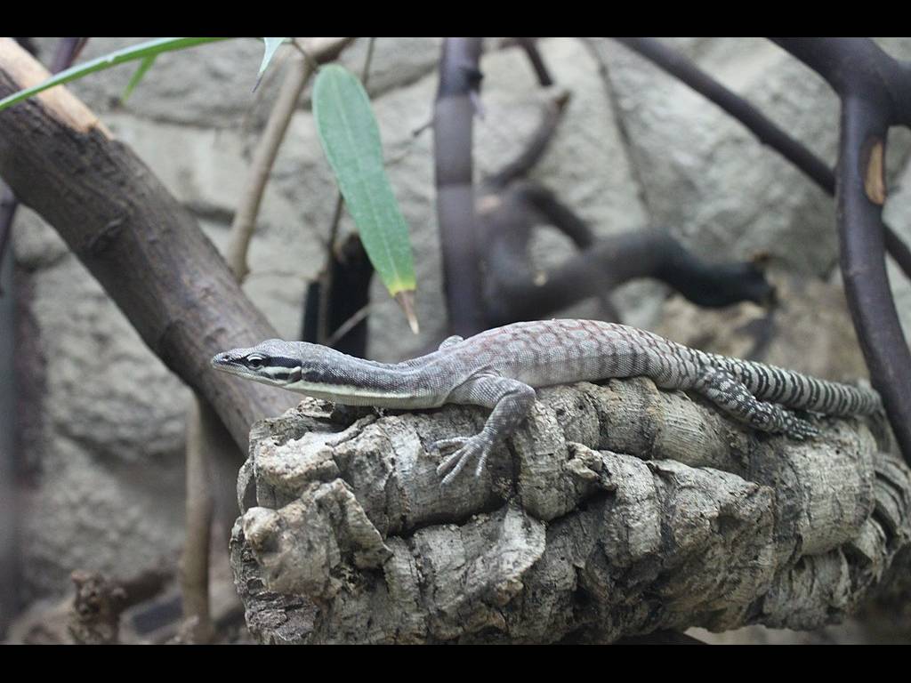 Varanus glauerti photo